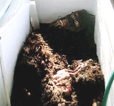 The alleged corpse of the Bigfoot