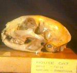 A cat skull