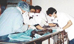 Scientists examine the alleged body of the Chupa whilst wearing protective masks, hats and gloves