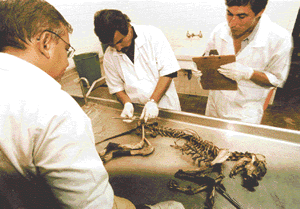 Scientists inspect the remains