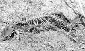 The body of the alleged Chupacabras found on Jorge Talavera's farm in San Lorenzo, Nicaragua