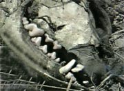 A picture of the head, taken from the TV News report