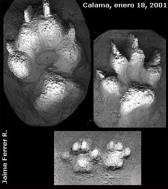 Plastercast taken of Chupa footprints