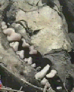 Chupa skull