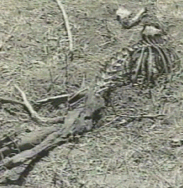 Another view of the skeleton