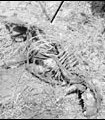 Another angle of the creature found on the San Lorenzo Ranch