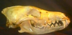 Skull of a Coyote