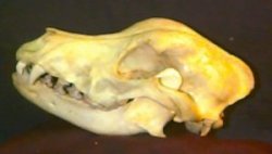 A dog skull