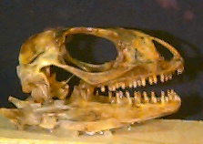 Iguana skull