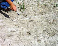 An investigator examines footprints