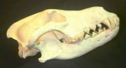 Skull of a Wolf